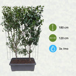 Prunus 'Duo-kers' kersenboom kant-en-klaar haag 120 x 40 x 180 cm winterharde plant wintergroene plant plant winter