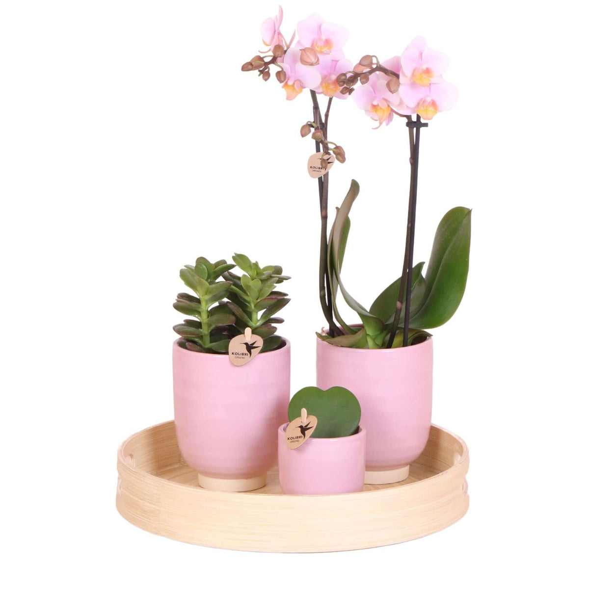 Groene planten set met roze Phalaenopsis Orchidee, Succulent en Hoya Kerrii in keramieken sierpotten op houten dienblad. Decoratie voor Valentijn.