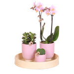 Groene planten set met roze Phalaenopsis Orchidee, Succulent en Hoya Kerrii in keramieken sierpotten op houten dienblad. Decoratie voor Valentijn.