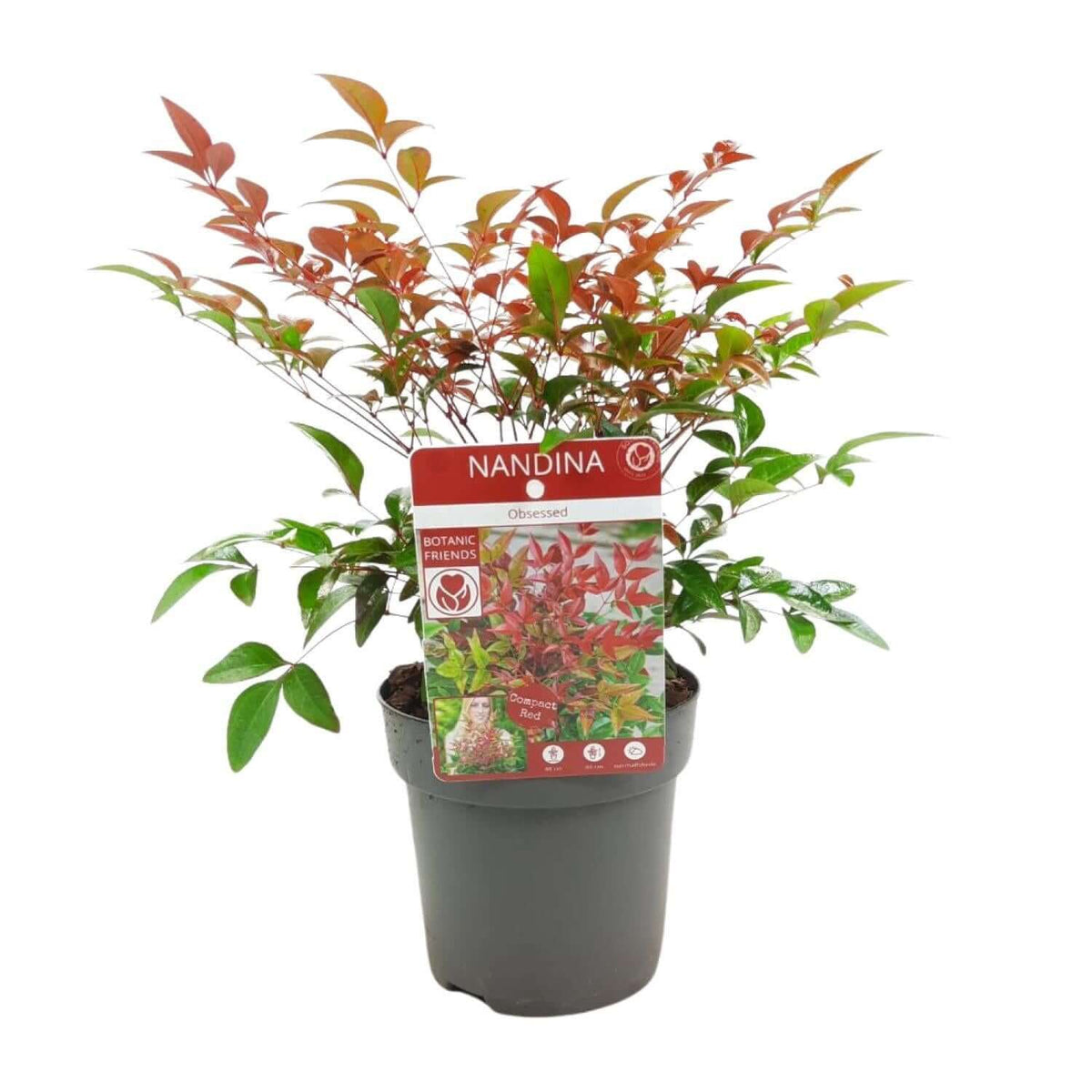 Nandina dom. 'Obsessed' ® winterharde plant in een pot met kleurrijke bladeren, wintergroene plant geschikt voor Oost-Aziatische tuinen.