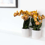 Twee oranje Phalaenopsis orchideeën in witte potten aan de muur, bloeiende kamerplant van Kolibri Orchids.