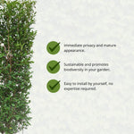 Ligustrum Ovalifolium - Ligusterhaag providing immediate privacy and mature appearance, sustainable and eco-friendly, easy DIY installation