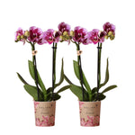 Twee roze paarse Phalaenopsis orchideeën in potmaat Ø9cm uit El Salvador, COMBI DEAL - Kolibri Diamond lijn, bloeiende kamerplant.