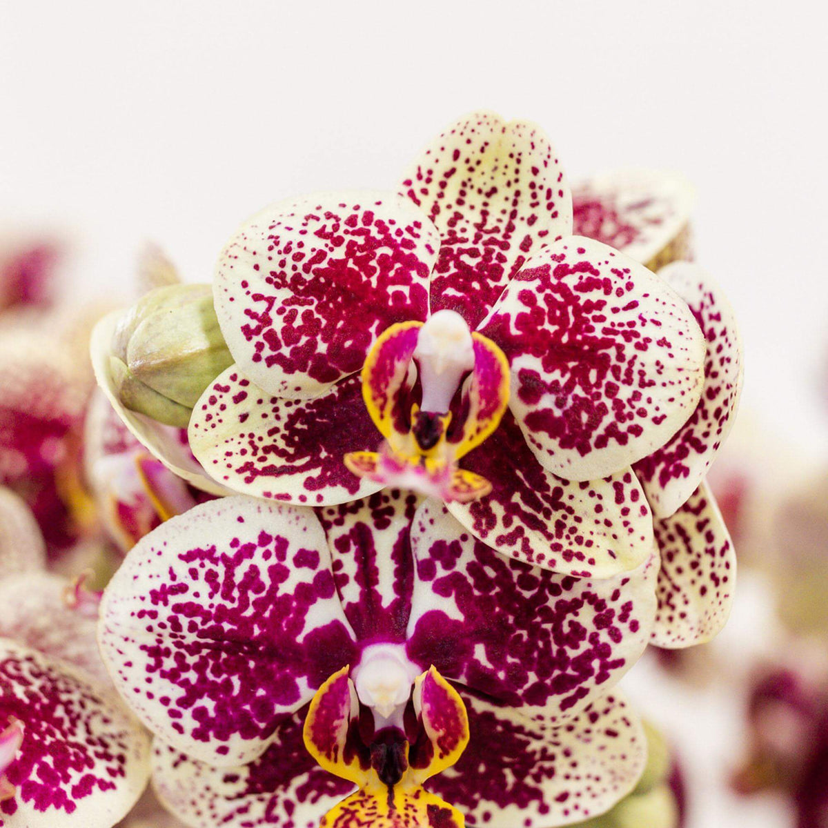 Geel-rode phalaenopsis orchidee "Spain" in bloei - close-up van bloemen met terracotta sierpot, potmaat Ø9cm, 40cm hoog