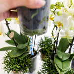 Watergeefsysteem met waterreservoir en WaterWicks voor orchideeën in gebruik bij Kolibri Bouquet, met bloemen en groene planten