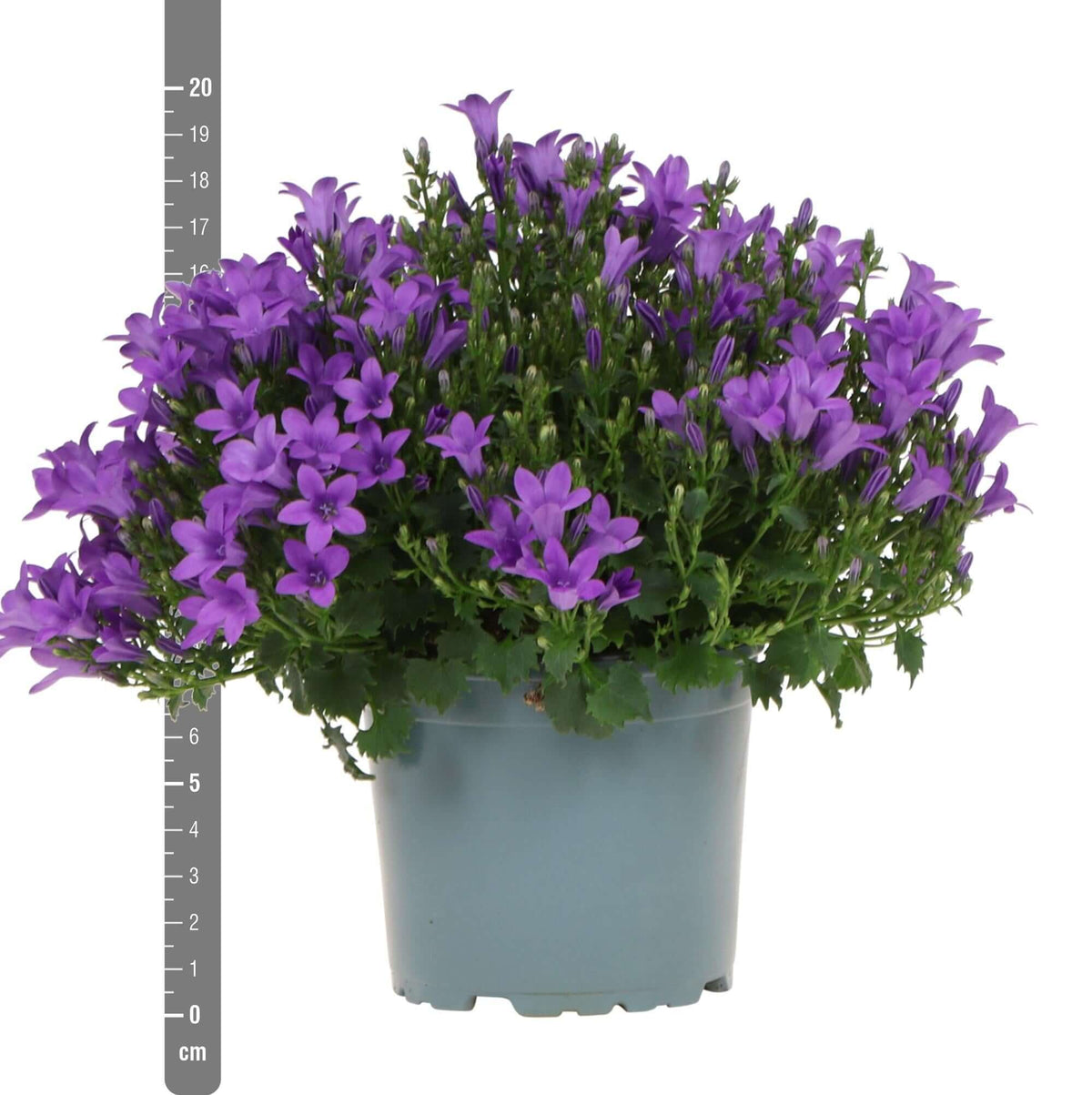 Paarse Campanula Addenda in een pot van 12cm, winterharde en wintergroene plant, tuinplant geschikt voor potten, bloembakken en hangmanden.