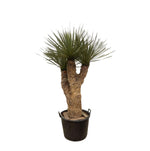 Yucca Rostrata Hidra plant in pot met slanke stam en blauwgroene bladeren, exotisch en winterhard, 200 cm hoog, ø60 geschikt voor zonnige tuinen.