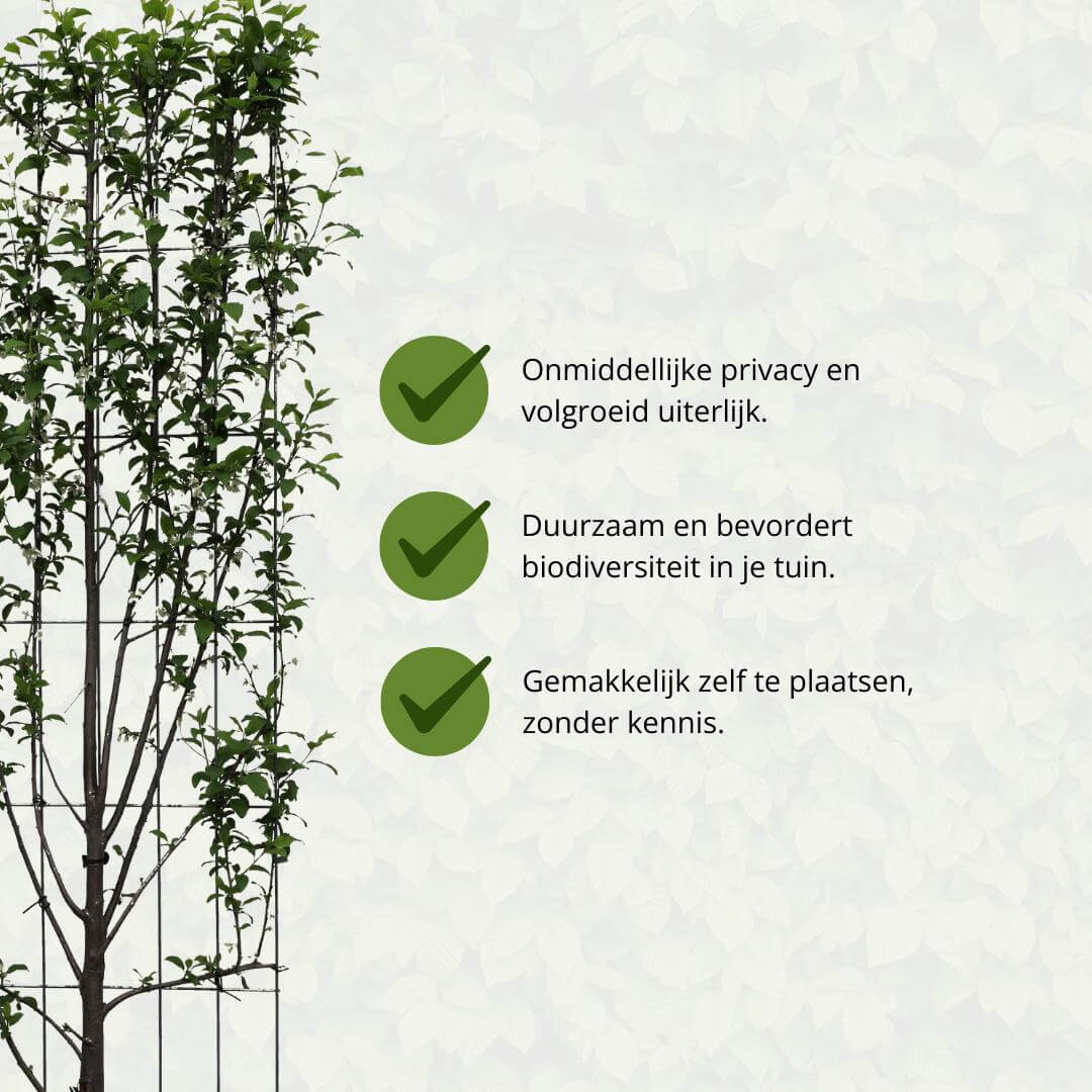 Winterharde en wintergroene Prunus Domestica boom biedt privacy, bevordert biodiversiteit en is eenvoudig te plaatsen.