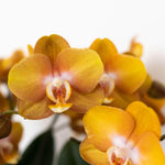 Close-up van een prachtige oranje Phalaenopsis Orchidee met veel bloemen en levendige kleuren, perfect voor een 12 cm sierpot.