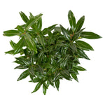 Sarcococca humilis 'Winter Gem' lush green leaves ideal for winter gardens and shaded areas