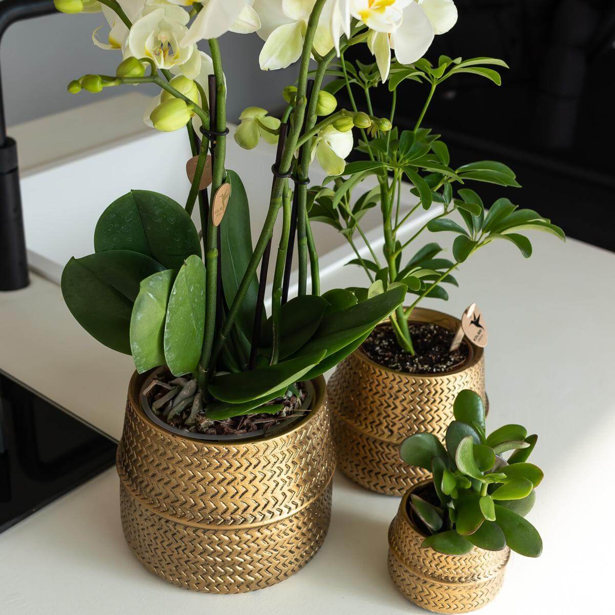 Drie kamerplanten in gouden Groove sierpotten met matte afwerking op een tafel, waaronder een Oranje Phalaenopsis orchidee met gele en oranje bloemen