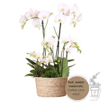 Kolibri Orchids witte plantenset in rieten mand met waterreservoir, drie witte orchideeën en drie groene planten