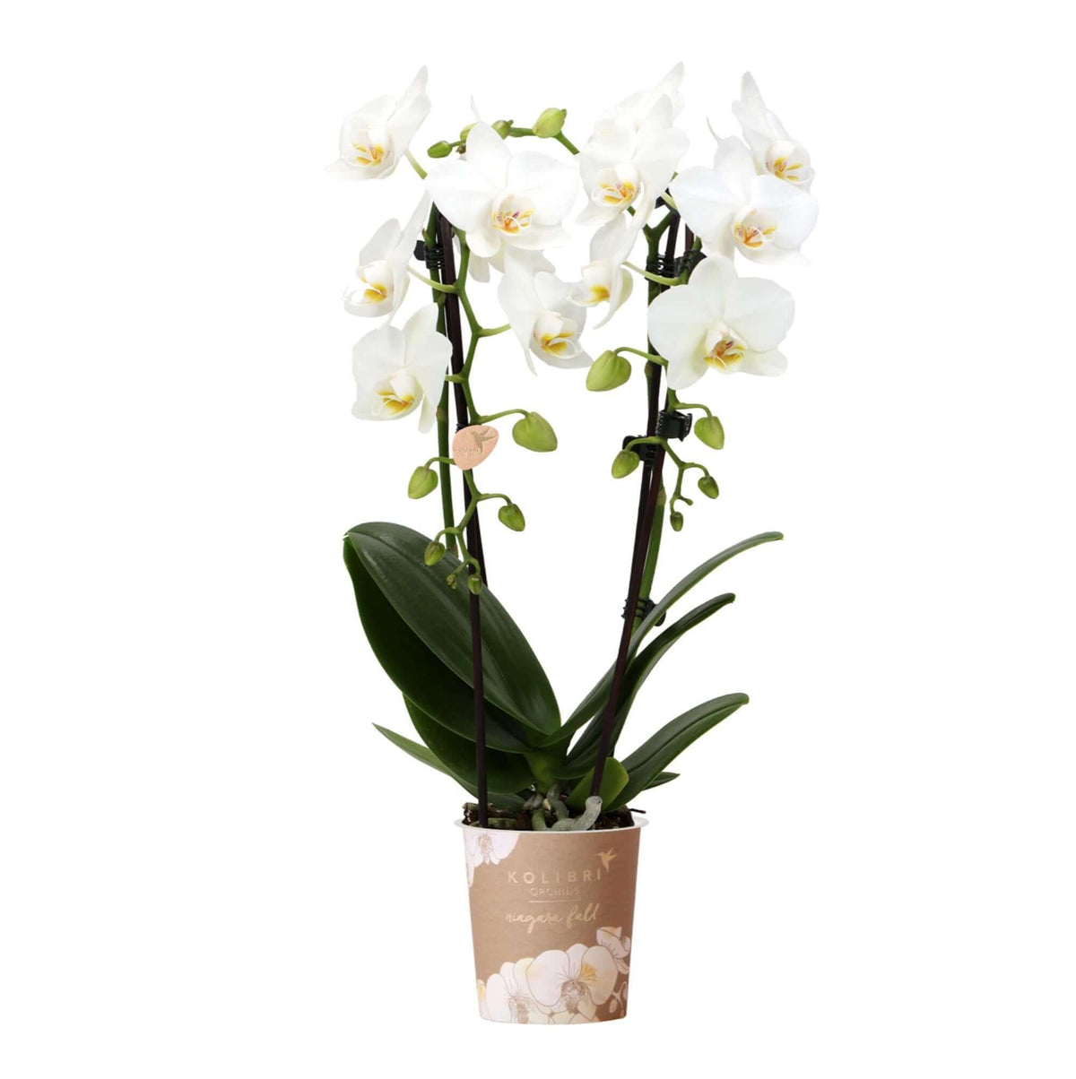 Kolibri Orchids witte Phalaenopsis orchidee Niagara Fall Ø9cm bloeiende kamerplant met grote bloemen in stijlvolle pot.