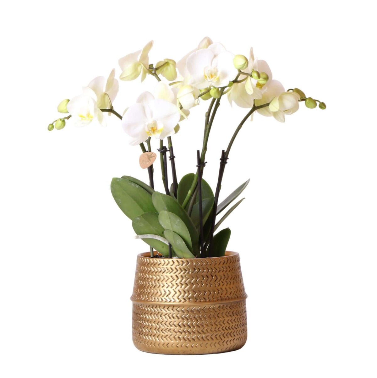 Witte phalaenopsis orchidee in gouden Groove sierpot van 12cm, luxe toevoeging aan het interieur