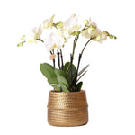 Witte phalaenopsis orchidee in gouden Groove sierpot van 12cm, luxe toevoeging aan het interieur