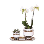 Set van witte orchidee en succulent op zilveren dienblad met chique sierpotten, perfect voor een luxe interieur - Kolibri Company