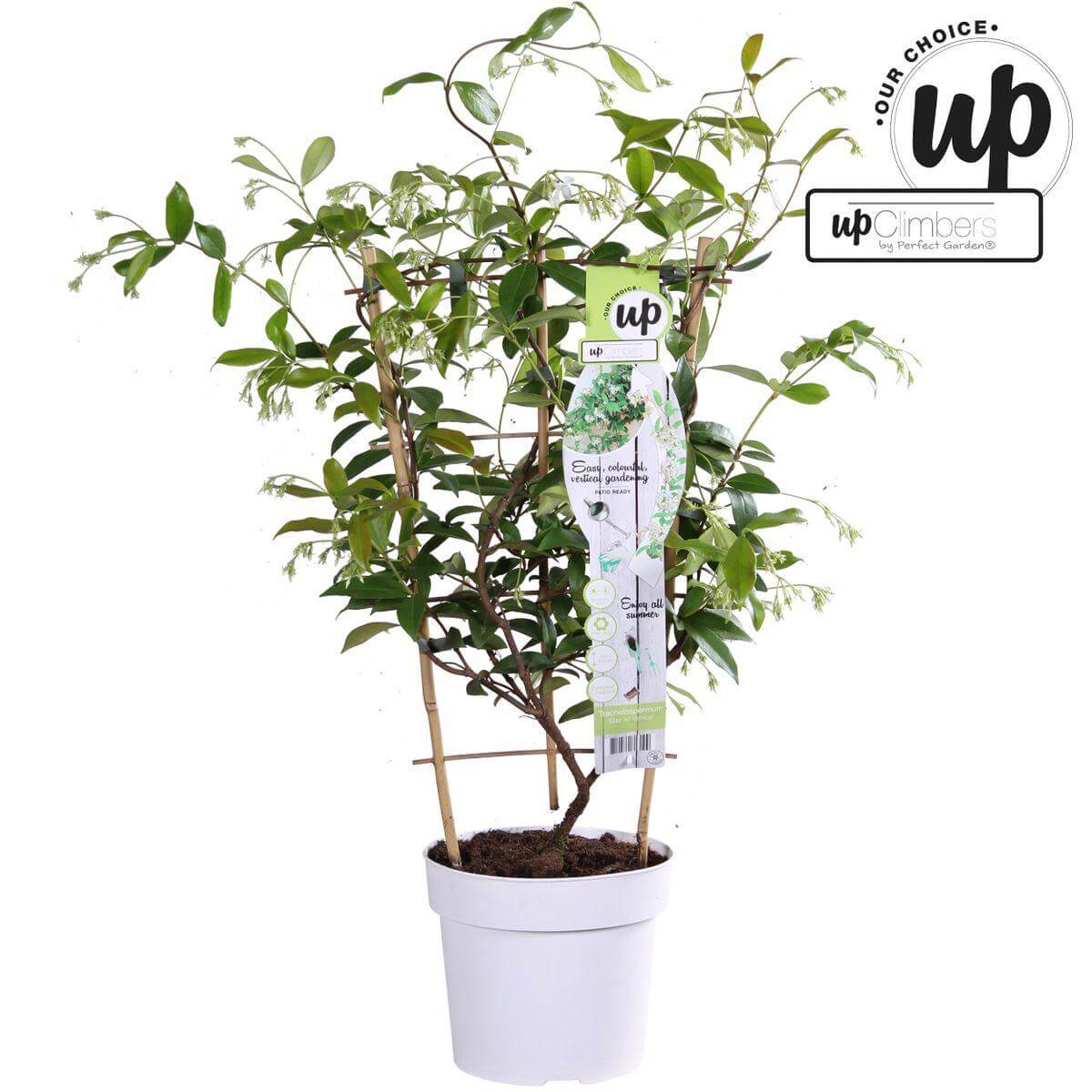 Trachelospermum 'Star of Venice' plant in witte pot, ideaal als Mediterrane klimplant met geurige witte, stervormige bloemen.