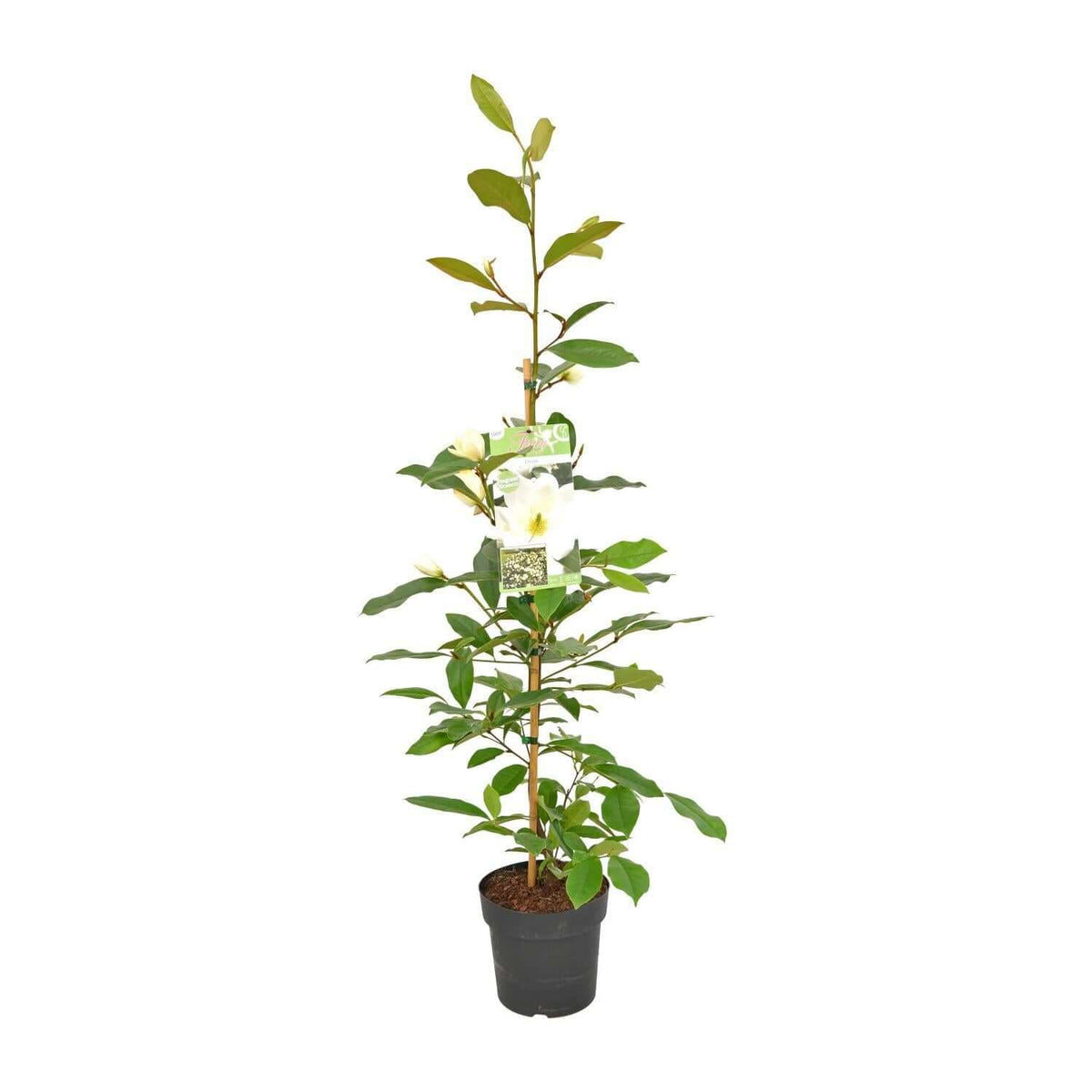 Michelia Fairy Magnolia Creme - Ø19 - ↨70cm