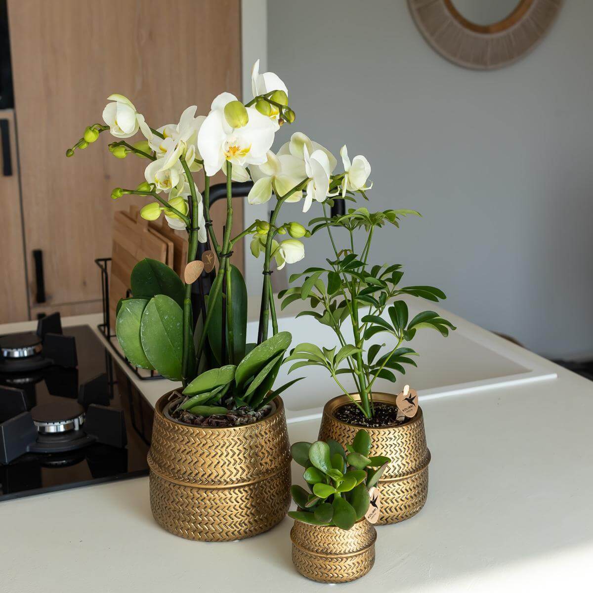 Witte orchidee en groene planten in gouden sierpotten met grof patroon op een keukenaanrecht.