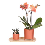 Bolzano orchidee en Succulent Royal Highness in terracotta sierpotten op een bamboe dienblad