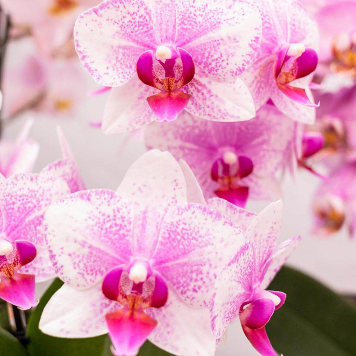 Roze Phalaenopsis orchidee bloemen van Mineral Rotterdam, bloeiende kamerplant in potmaat Ø9cm, perfect voor elke huiskamer.