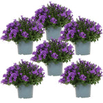 Six purple Campanula Addenda plants in 12cm pots, perfect winter-hardy ground cover for gardens and containers.