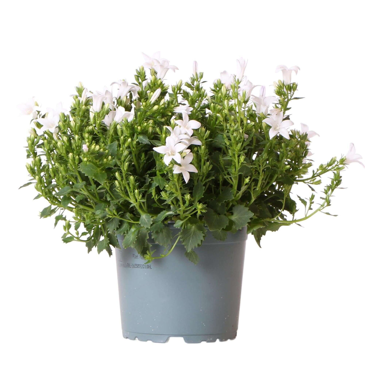 White Campanula Addenda in a 12cm pot, a winterhard, wintergroene plant, also known as Klokjesbloem, suited for any garden.