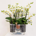 Drie witte Kolibri Orchids en drie groene planten in een zelfvoorzienend waterreservoir in een Cotton Basket.