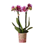 Roze paarse Phalaenopsis orchidee in een pot van Ø9cm uit de Diamond lijn van Kolibri Orchids - Bloeiende kamerplant uit El Salvador.