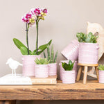 Roze paarse phalaenopsis orchidee in roze pot met groene kamerplanten op houten plank, stijlvolle decoratie voor huis of kantoor