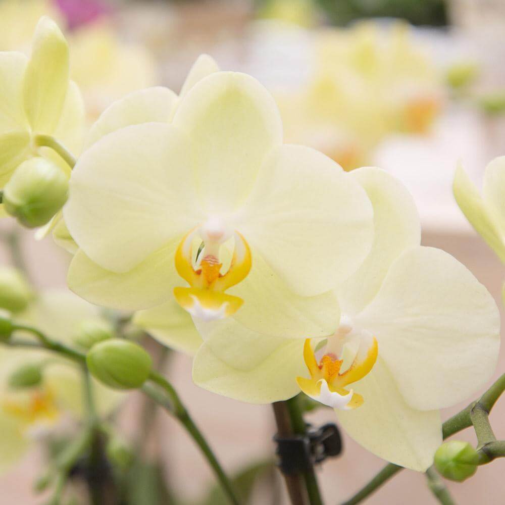 Gele Phalaenopsis orchideeën zonder sierpot met vele bloemen, potmaat Ø9cm – bloeiende kamerplant, perfect voor jouw interieur – vers van de kweker.