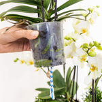 Hand die Kolibri Orchids Lausanne met waterreservoir in transparante plastic pot vasthoudt, met witte orchideeën op de achtergrond.