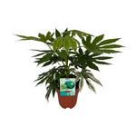 Fatsia Japonica Variegata winterharde en wintergroene plant in pot met bonte bladerenspatters in crèmewit - Ø19cm - ↕60cm.