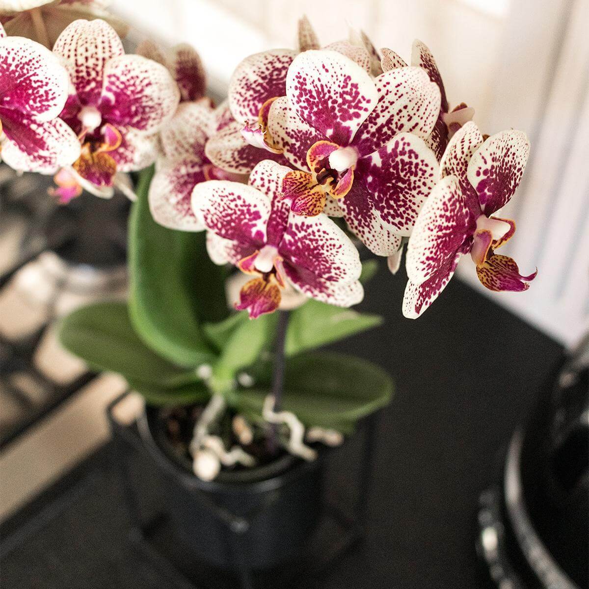 Twee geel-rode Phalaenopsis orchideeën van Kolibri Orchids in potmaat Ø9cm, bloeiende kamerplant uit de speciale Diamond lijn