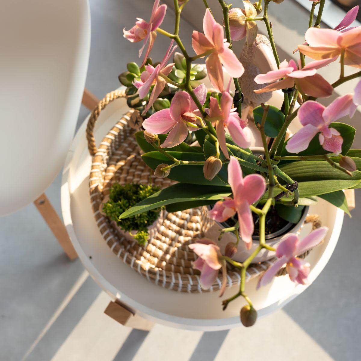 Bloeiende oudroze Phalaenopsis orchidee in een witte pot op een witte tafel, perfect voor elke kamer.