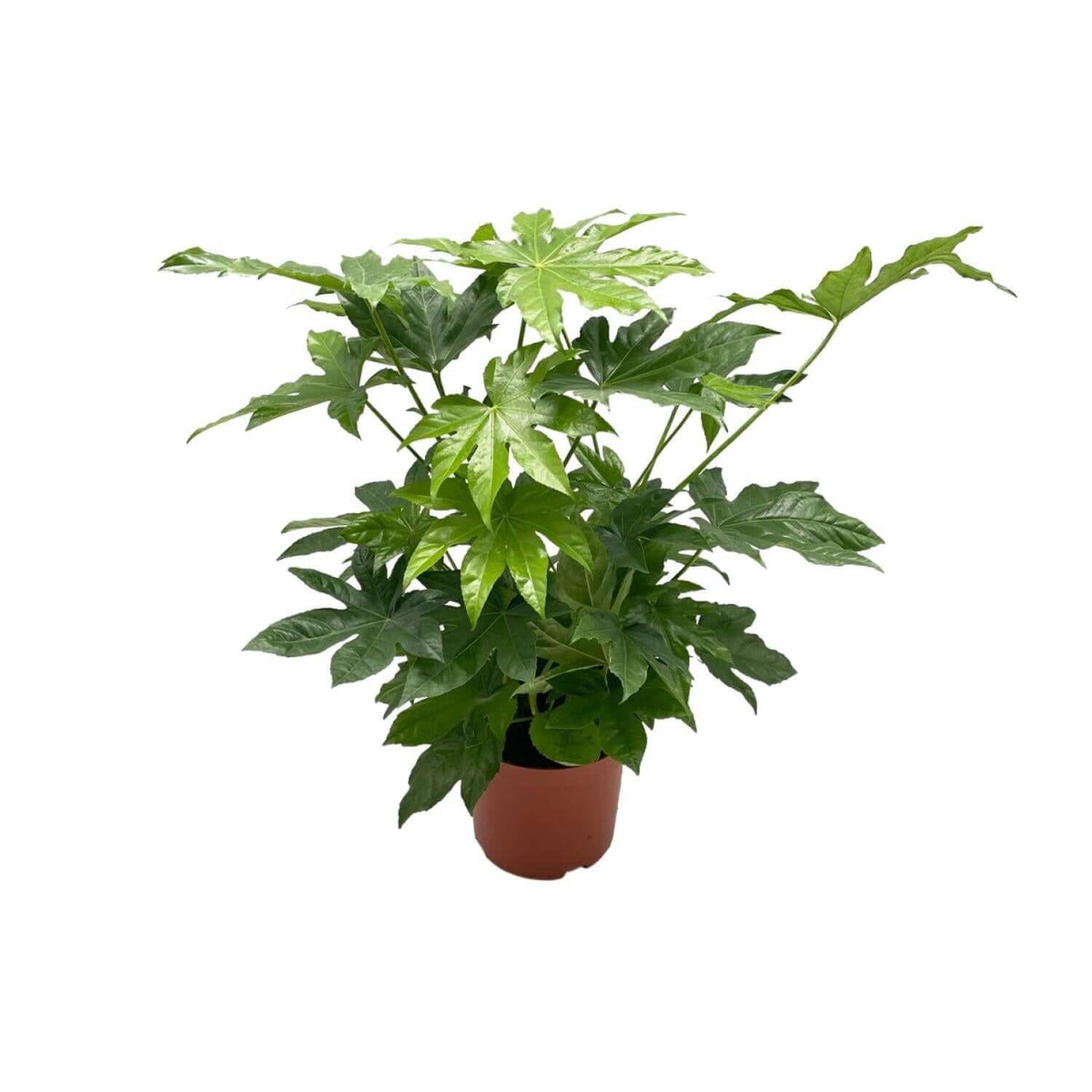 Fatsia Japonica Ø21cm - ↕85cm kamerplant met winterharde en wintergroene eigenschappen in een bruine pot