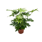 Fatsia Japonica Ø21cm - ↕85cm kamerplant met winterharde en wintergroene eigenschappen in een bruine pot