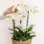 Kolibri Orchids witte plantenset in rieten mand met waterreservoir en drie groene planten