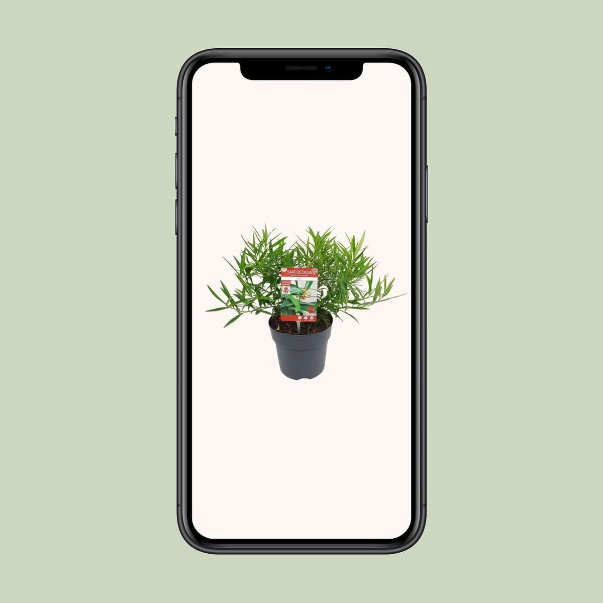 Sarcococca Saligna plant in a black pot displayed on a smartphone screen against a light green background.