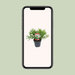 Sarcococca Saligna plant in a black pot displayed on a smartphone screen against a light green background.