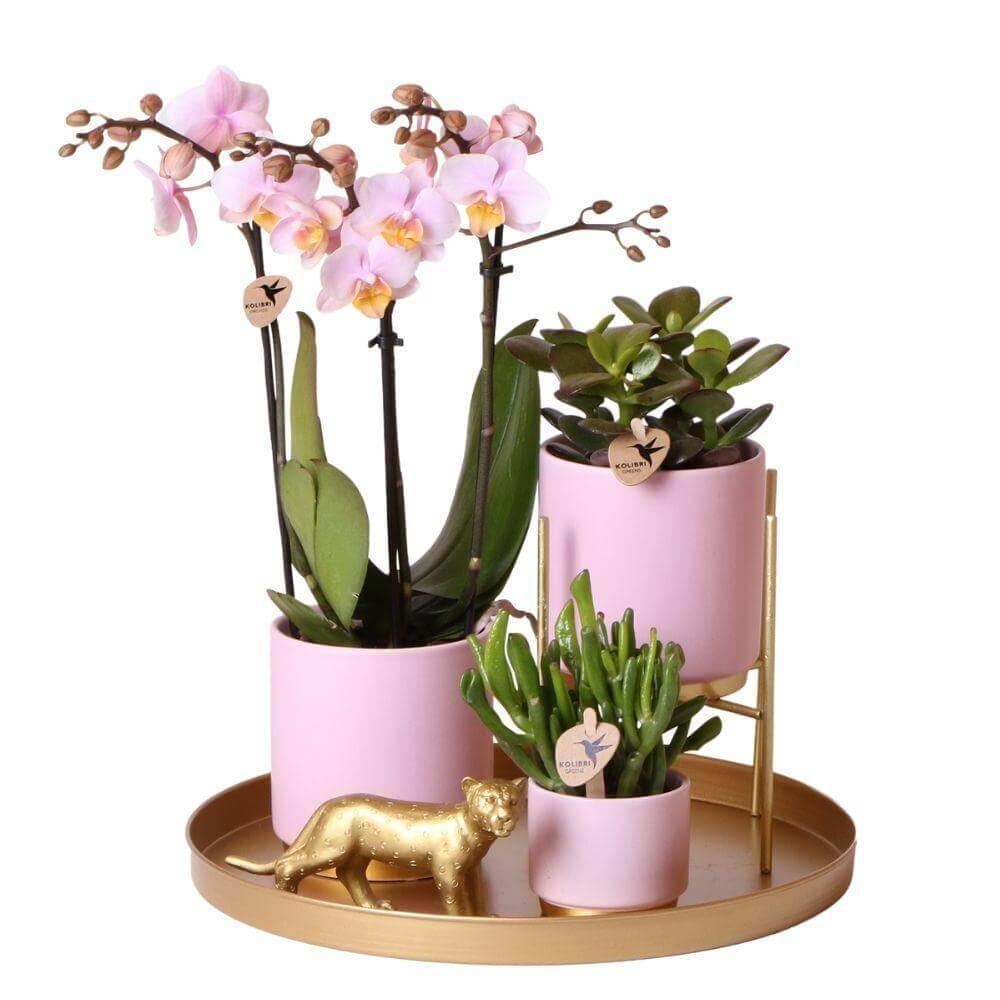 Complete Plantenset met roze Phalaenopsis Orchidee, groene planten en roze keramieken sierpotten op een goudkleurig dienblad.