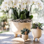 Witte orchideeën in een beige schaal met ingebouwd waterreservoir en twee kleine vetplanten in beige potjes op een houten tafel.