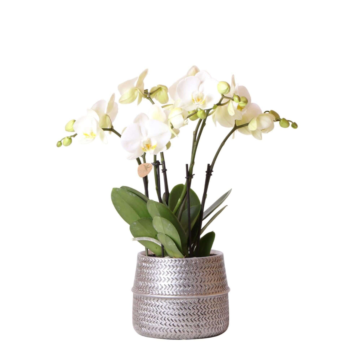 Witte phalaenopsis orchidee in zilveren Groove sierpot met matgrijze afwerking, potmaat Ø12cm, voor een luxe en elegante woonkamer inrichting.