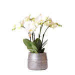 Witte phalaenopsis orchidee in zilveren Groove sierpot met matgrijze afwerking, potmaat Ø12cm, voor een luxe en elegante woonkamer inrichting.