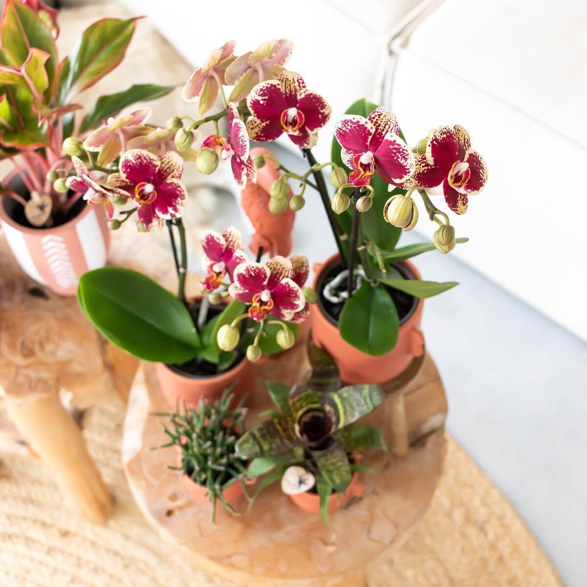 Rode en gele Phalaenopsis orchidee uit de Diamond lijn in potmaat Ø9cm, vers van de kweker, bloeiende kamerplant op een houten tafel in Spanje