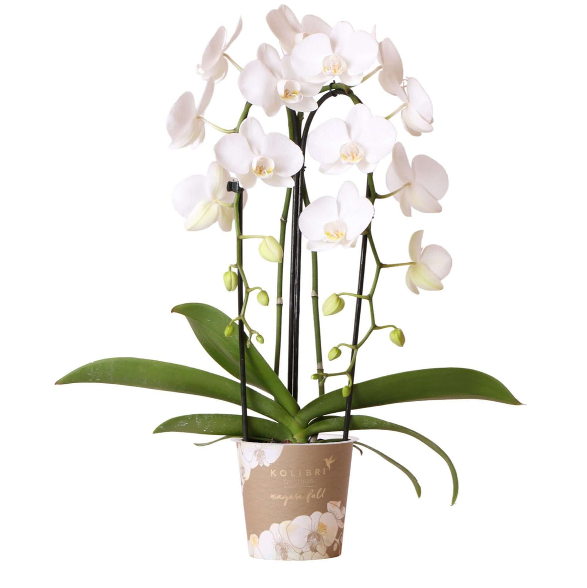 Witte Phalaenopsis Niagara Fall orchidee in 12cm pot, bloeiende kamerplant met luxe uitstraling en grote bloemen, perfect cadeau.