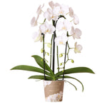 Witte Phalaenopsis Niagara Fall orchidee in 12cm pot, bloeiende kamerplant met luxe uitstraling en grote bloemen, perfect cadeau.