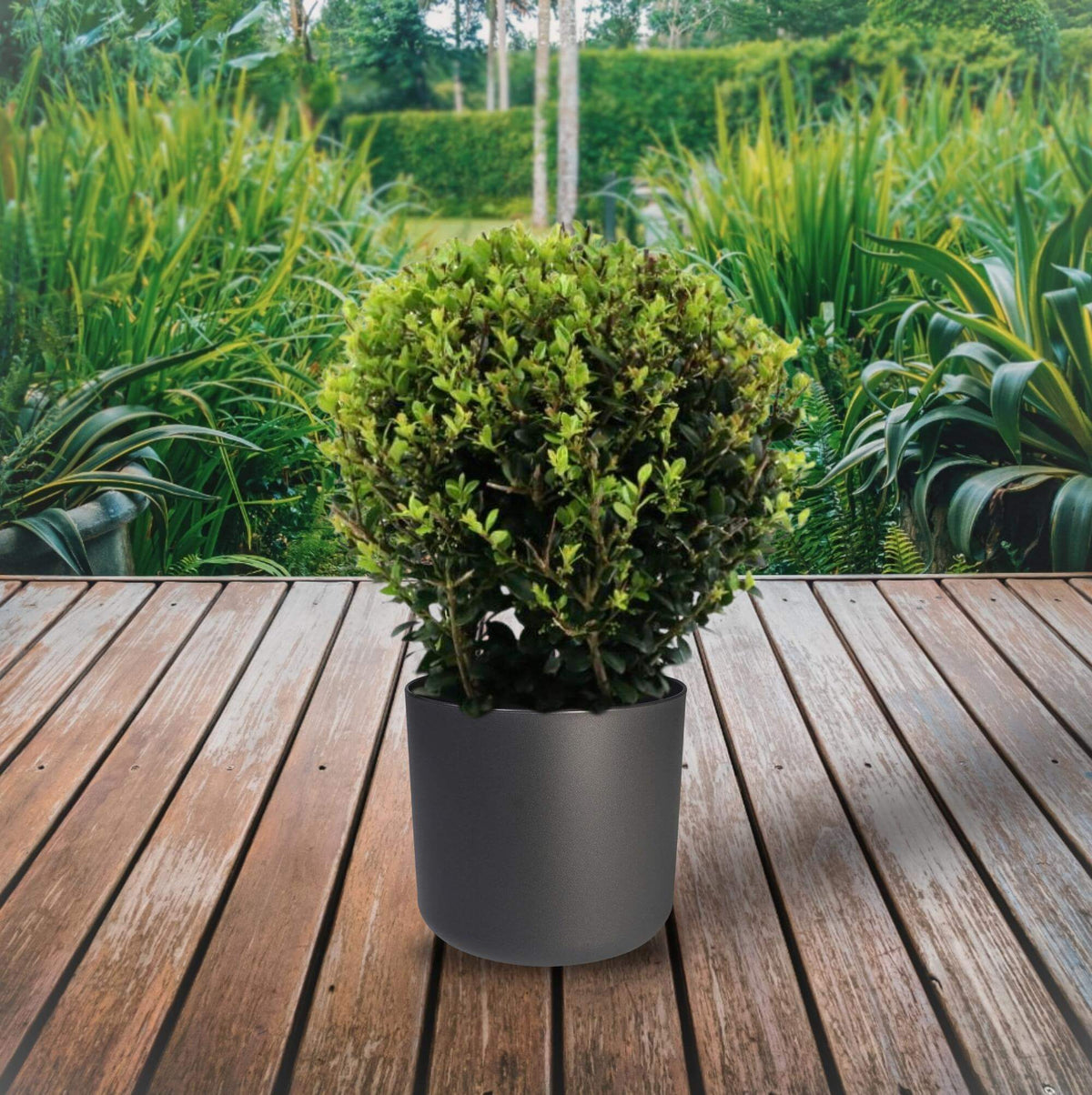 Ilex Crenata 'Jenny'® Ball Ø20cm P17 winterharde plant op houten terras, met groene tuin op de achtergrond