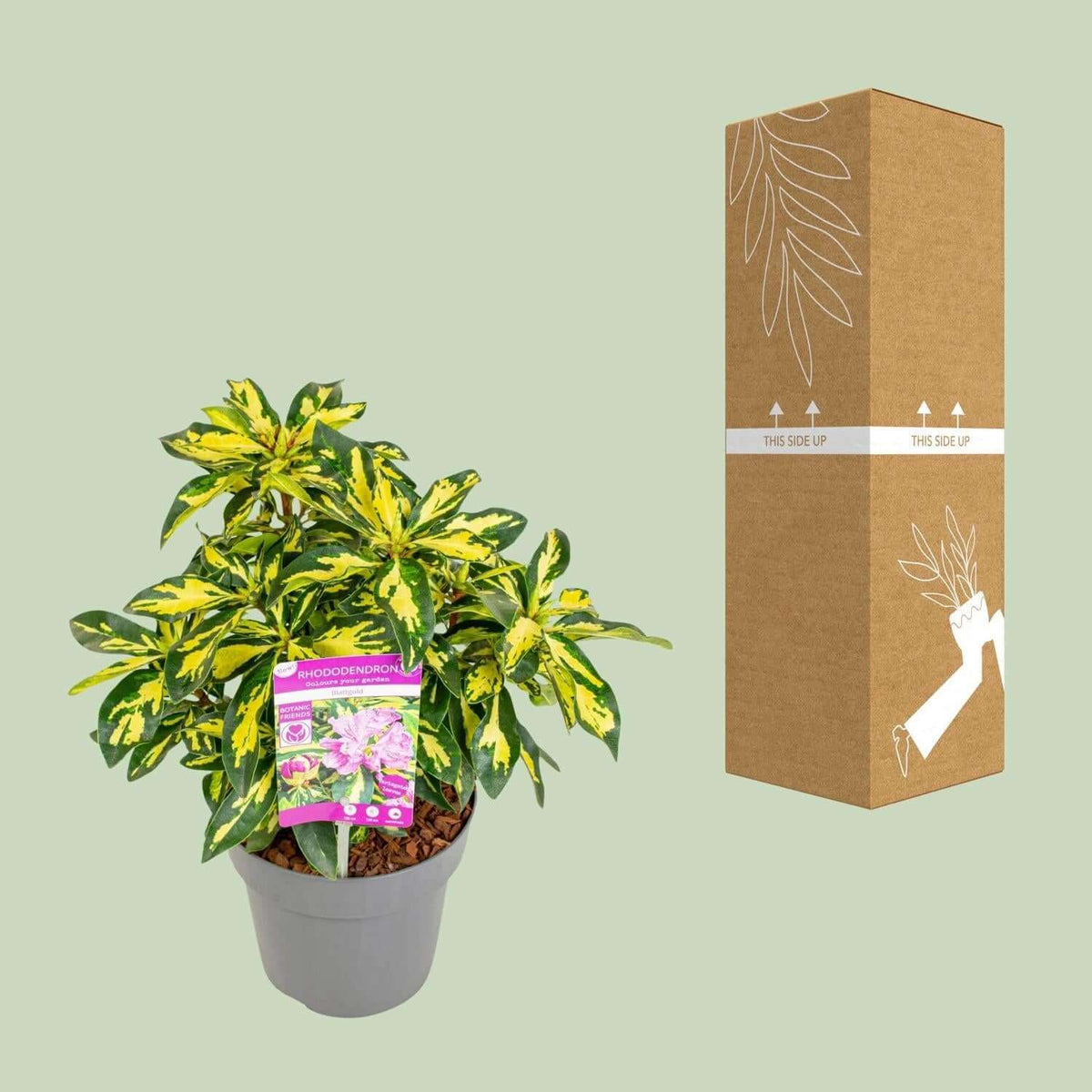 Rhododendron 'Blattgold' plant in gray pot next to packaging box. Winterharde, wintergroene plant perfect for indoor spaces.