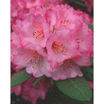 Close-up of Rhododendron 'Wine & Roses'® with pink flowers and green leaves.